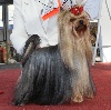  - International Dog Show Zagreb