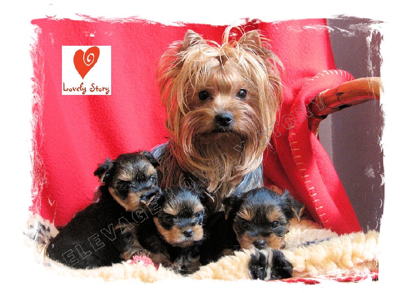 Arley Davidson du Gué de l'Adour