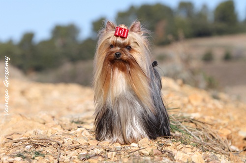 First love du Gué de l'Adour