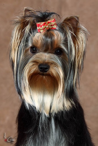 High star du Gué de l'Adour