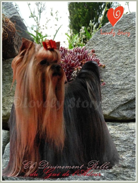 CH. Divinement belle du Gué de l'Adour